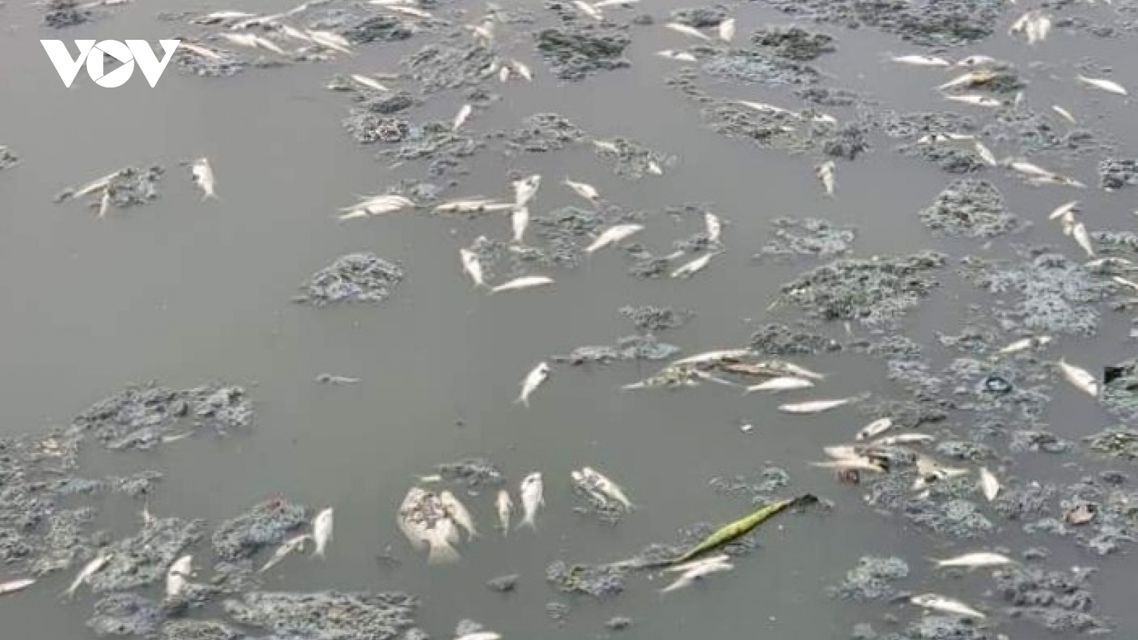 Cá chết bốc mùi nồng nặc khiến người dân ngộp thở ở hồ trung tâm TP Vinh