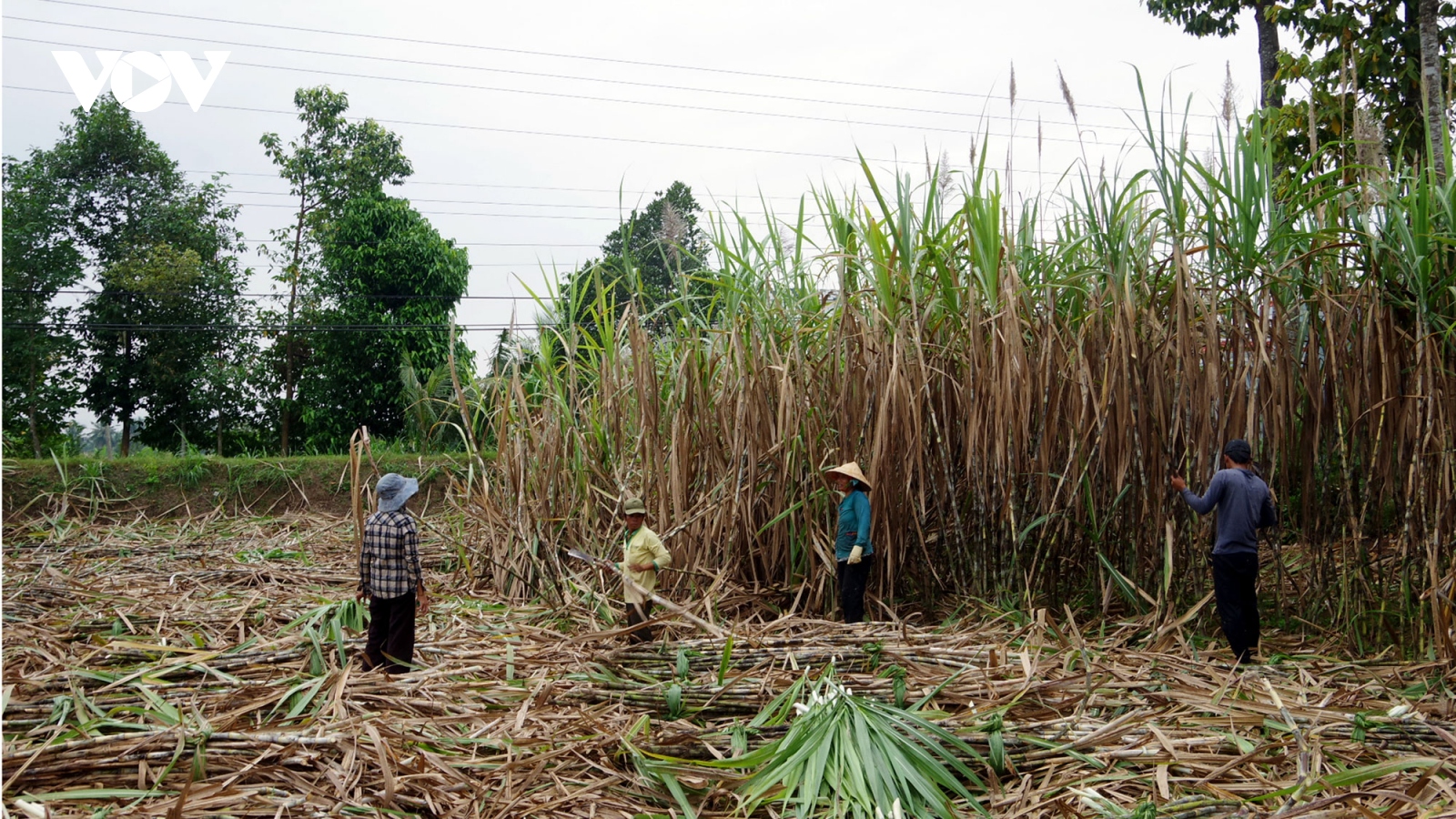 Giá tăng cao không làm vui người trồng mía ở Trà Vinh