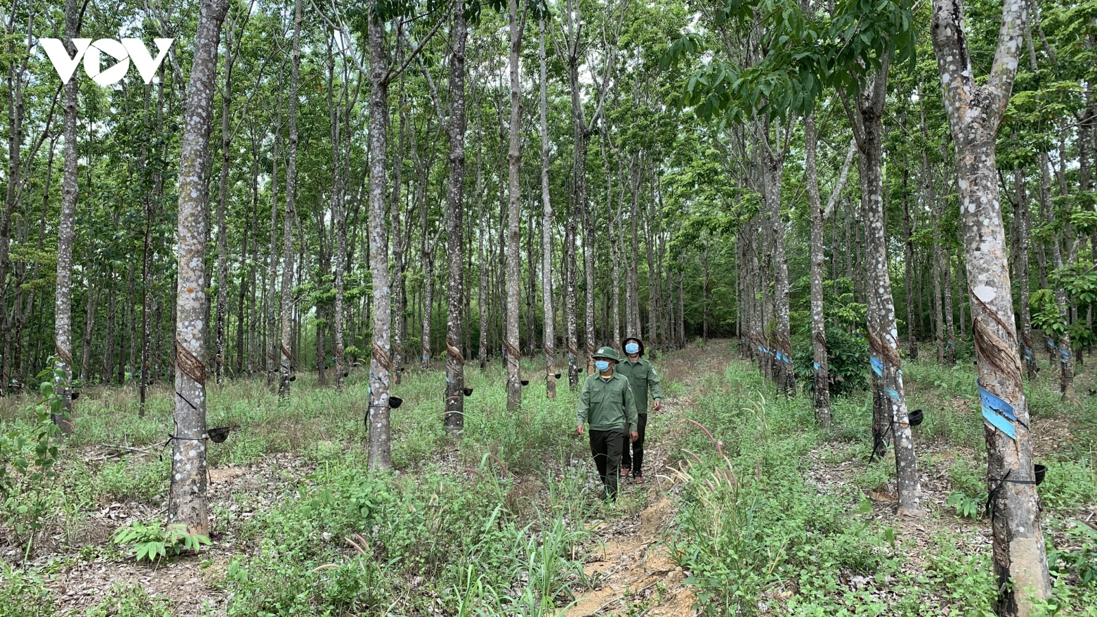 Chuyện lạ ở Gia Lai: Hàng trăm ha cao su bị "trồng trộm" trên đất rừng