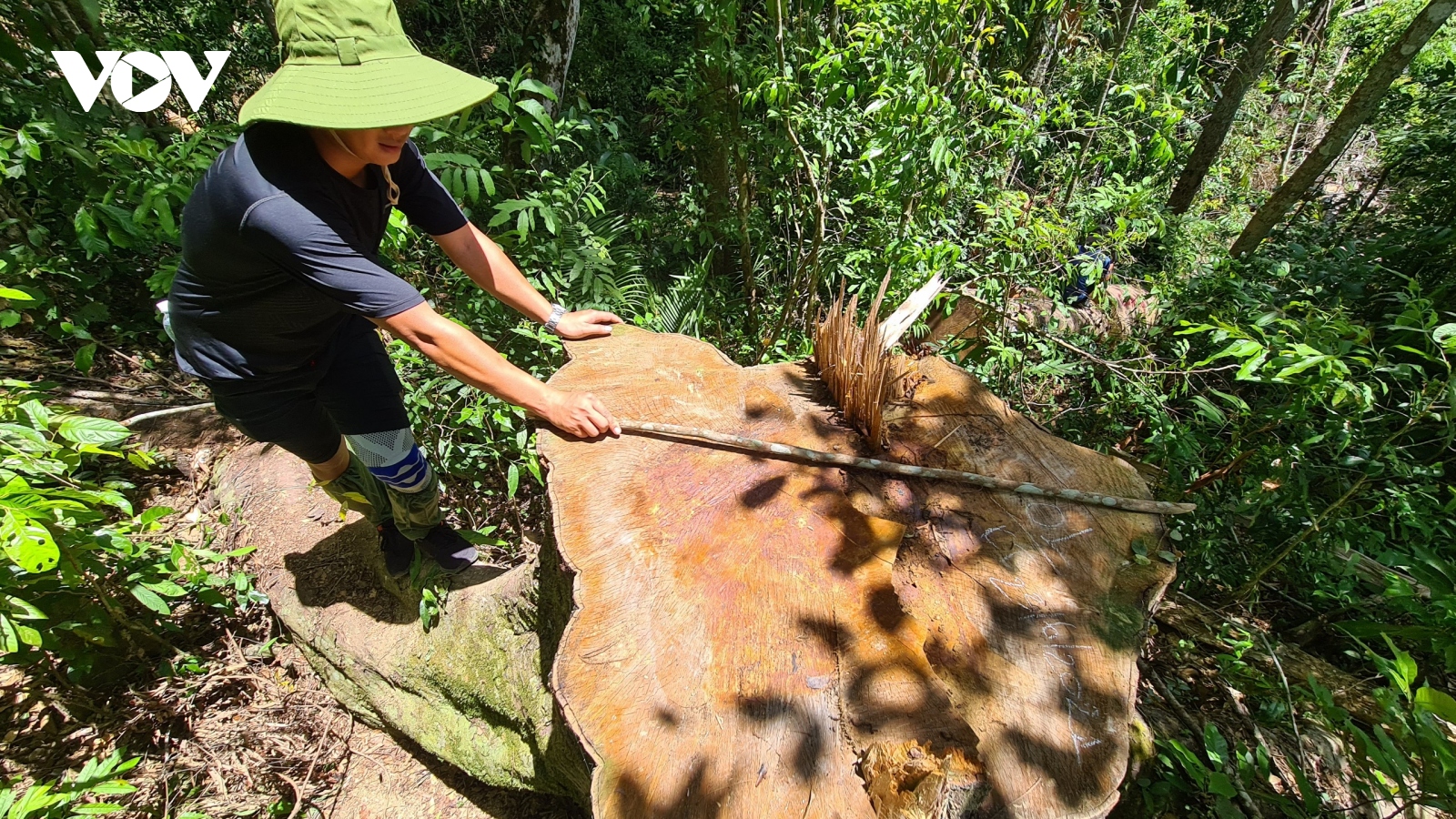 Rừng dổi cổ thụ ở huyện Kbang bị tàn phá nghiêm trọng