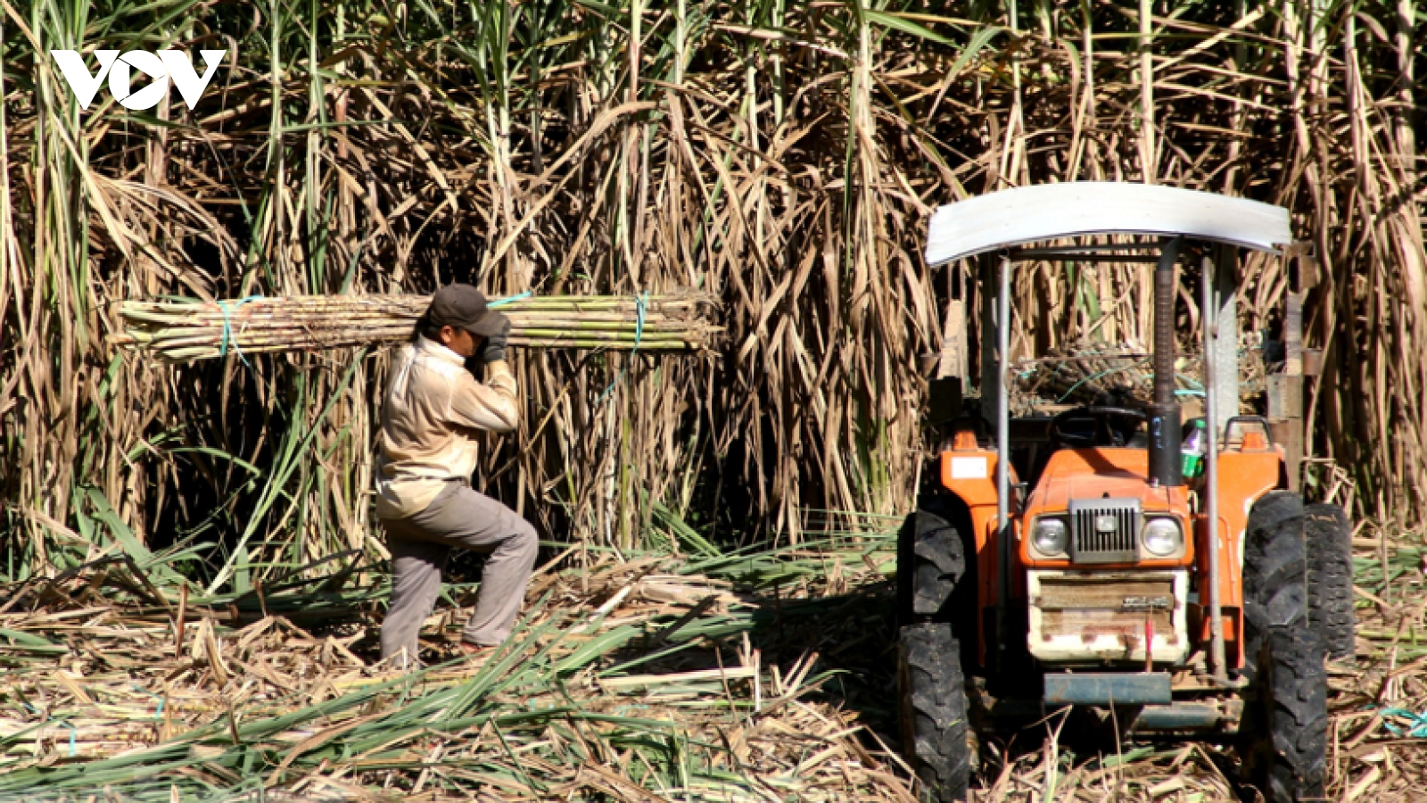 Người trồng mía gặp khó, giá mía giảm một nửa vẫn không bán được