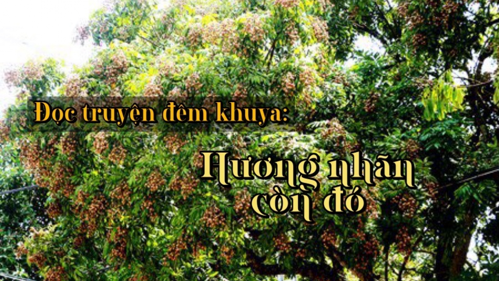 Truyện ngắn "Hương nhãn còn đó" - Lan toả tình yêu quê hương