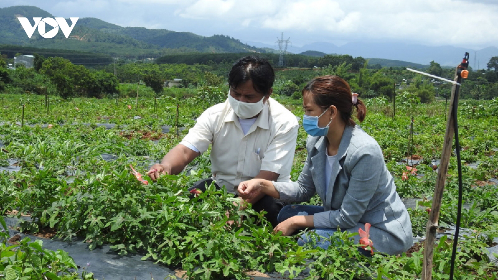 Giữa đại dịch, Kon Tum đột phá trong sản xuất và tiêu thụ sản phẩm OCOP