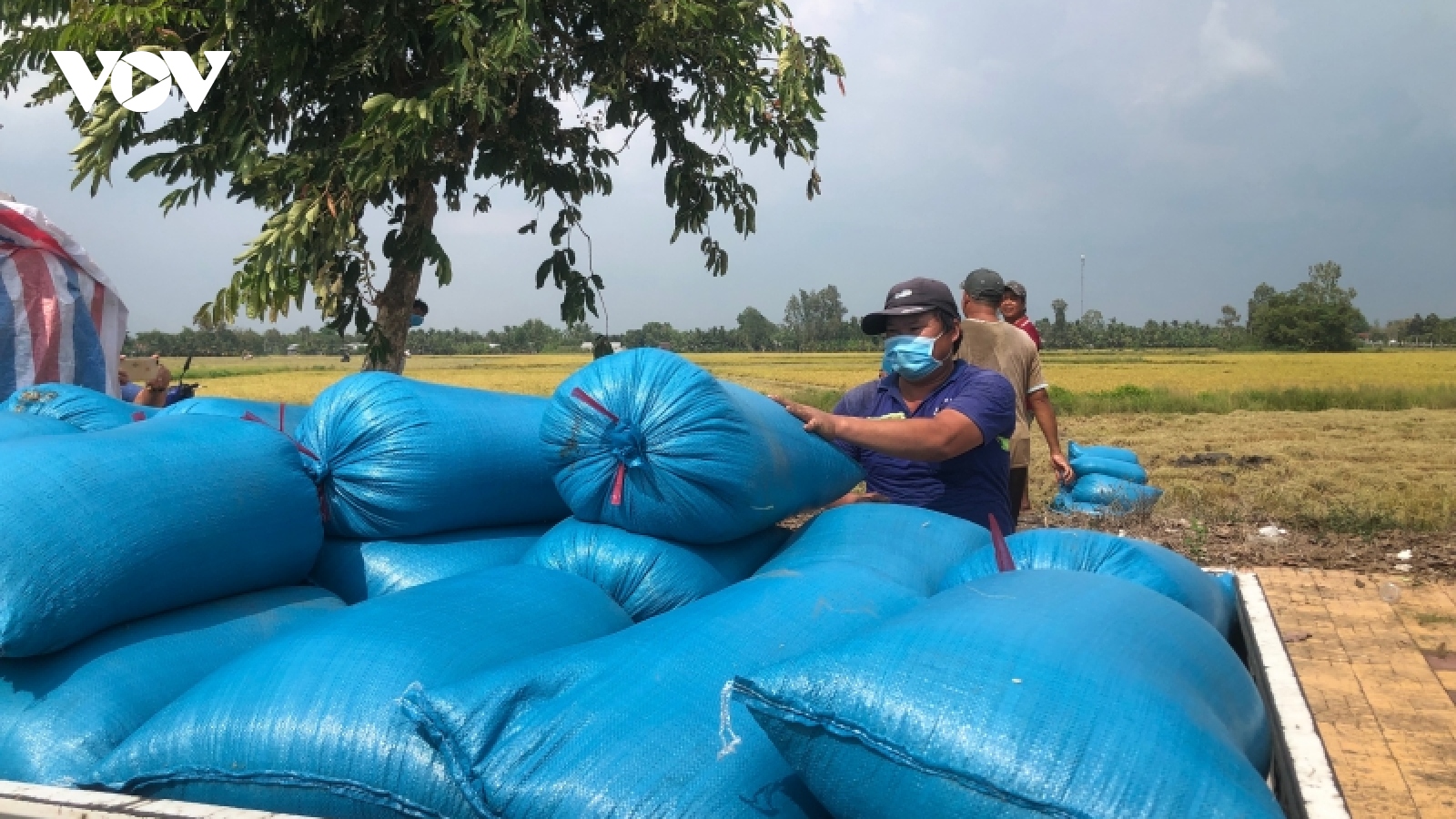 Nông dân thu hoạch lúa Đông xuân đến đâu, thương lái thu mua đến đó