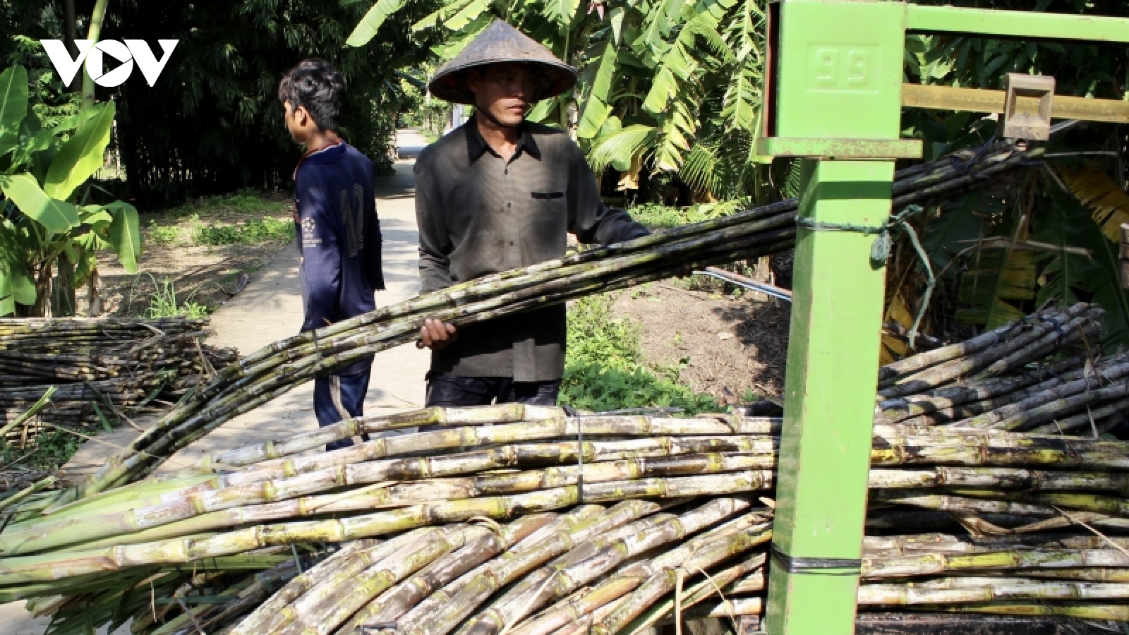 Giá tăng mạnh, người trồng mía phấn khởi vì có thu nhập cao