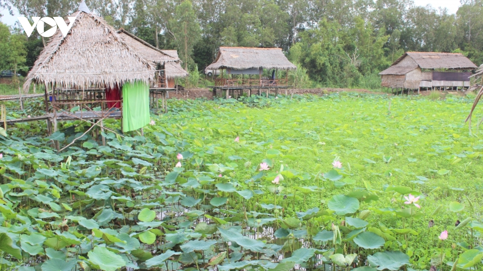 Lần đầu tiên tổ chức Lễ hội tôn vinh Sen Đồng Tháp