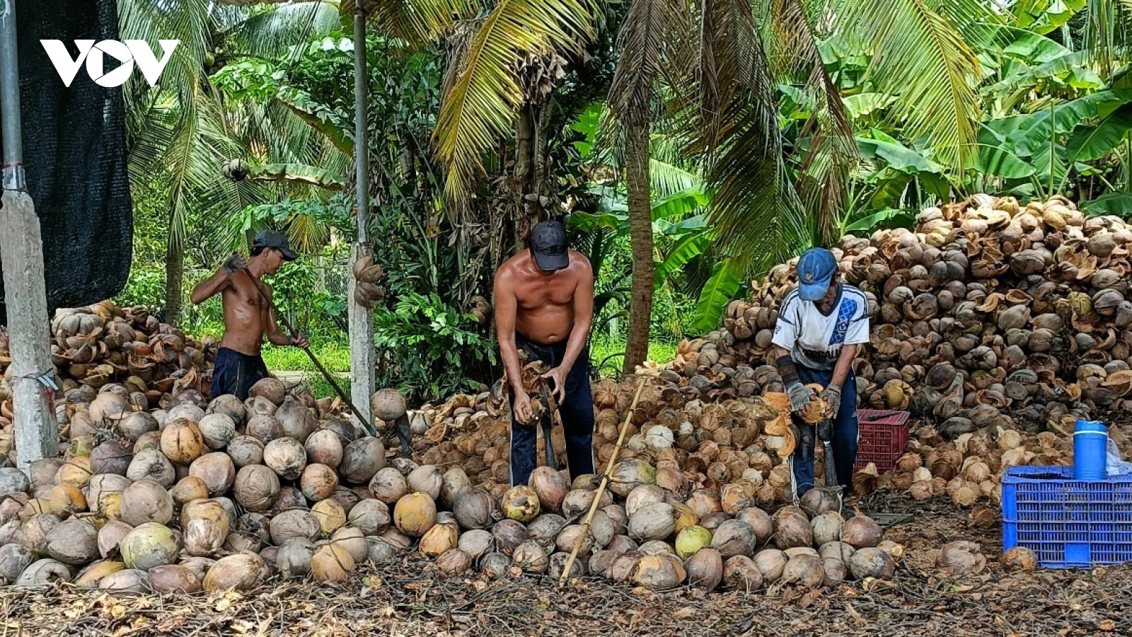 “Giải cứu” trái dừa khô đang ế ẩm tại "thủ phủ"