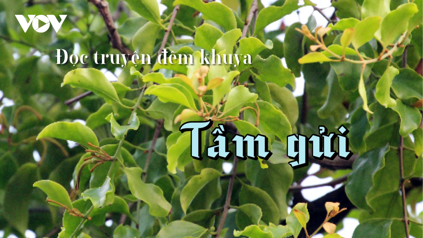 Truyện ngắn "Tầm gửi" - Sự tha hóa nhân cách