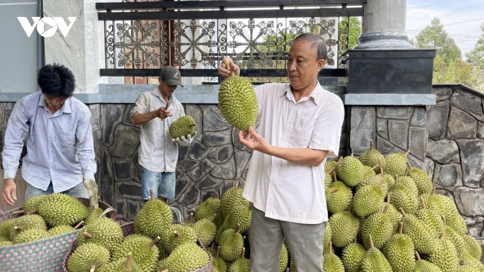 Nhà vườn trồng sầu riêng đón Tết ngọt ngào hương vị