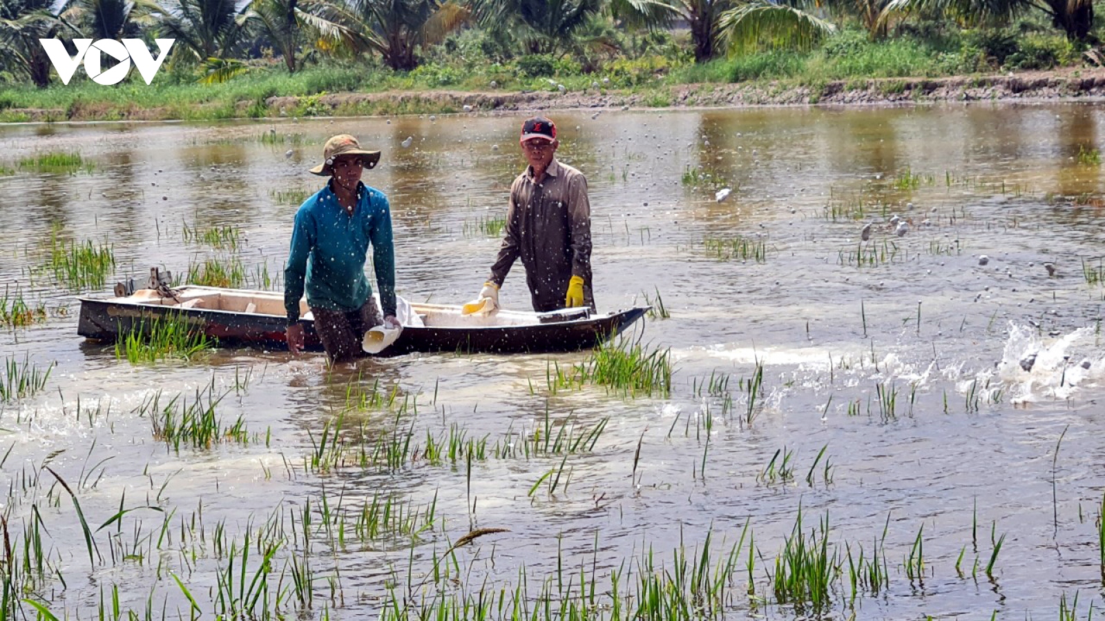 Nước mặn về chậm, người nuôi tôm Kiên Giang trễ lịch thời vụ