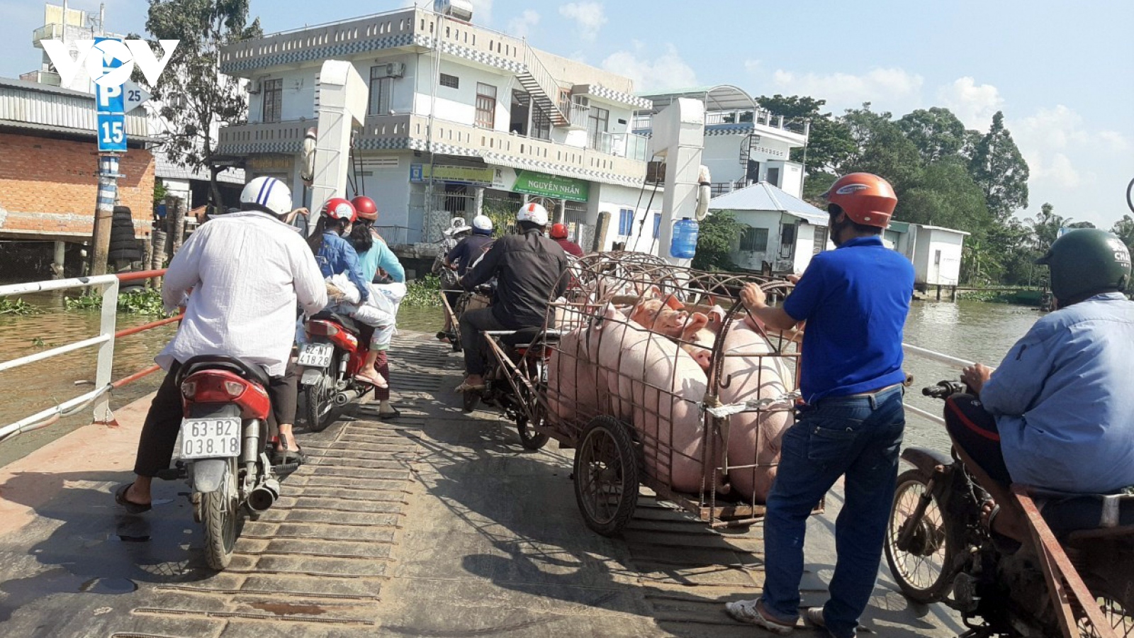 Rớt giá kéo dài, người nuôi heo ở Tiền Giang thua lỗ