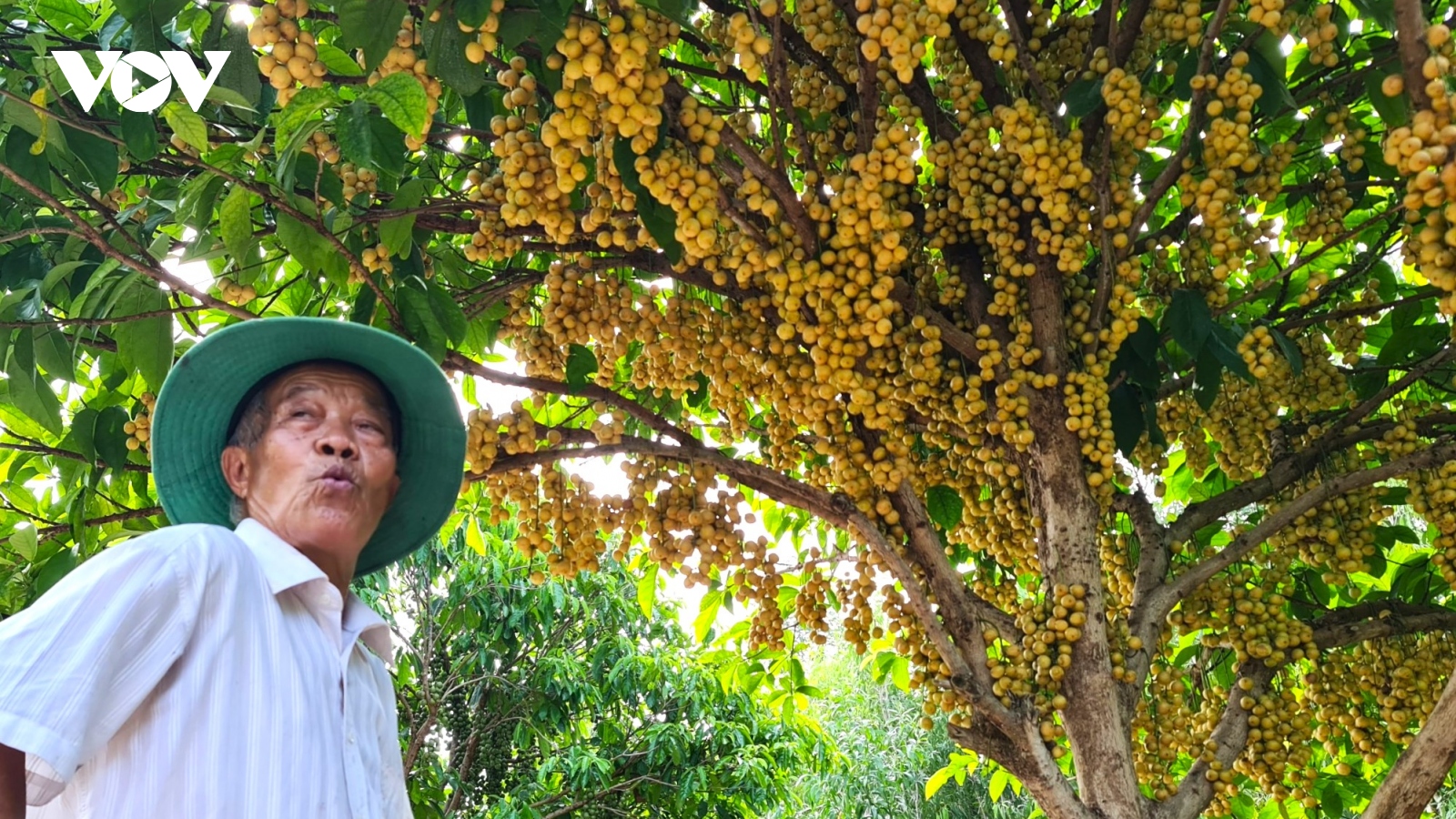 Vườn dâu Cái Tàu - "của hiếm" còn lại ở vùng đất U Minh hạ