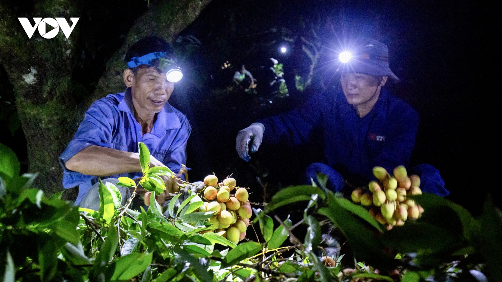 Nắng nóng, nông dân vùng vải Thanh Hà thắp đèn thu hoạch trong đêm