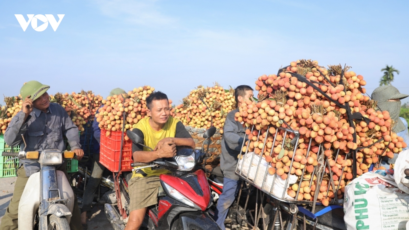 Vải thiều Hải Dương tiếp tục khẳng định thương hiệu tại các thị trường khó tính