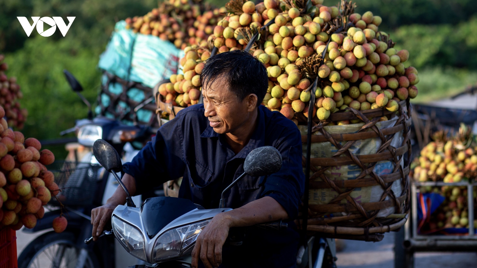 Nông dân Thanh Hà lo lắng vì vải đầu mùa rớt giá