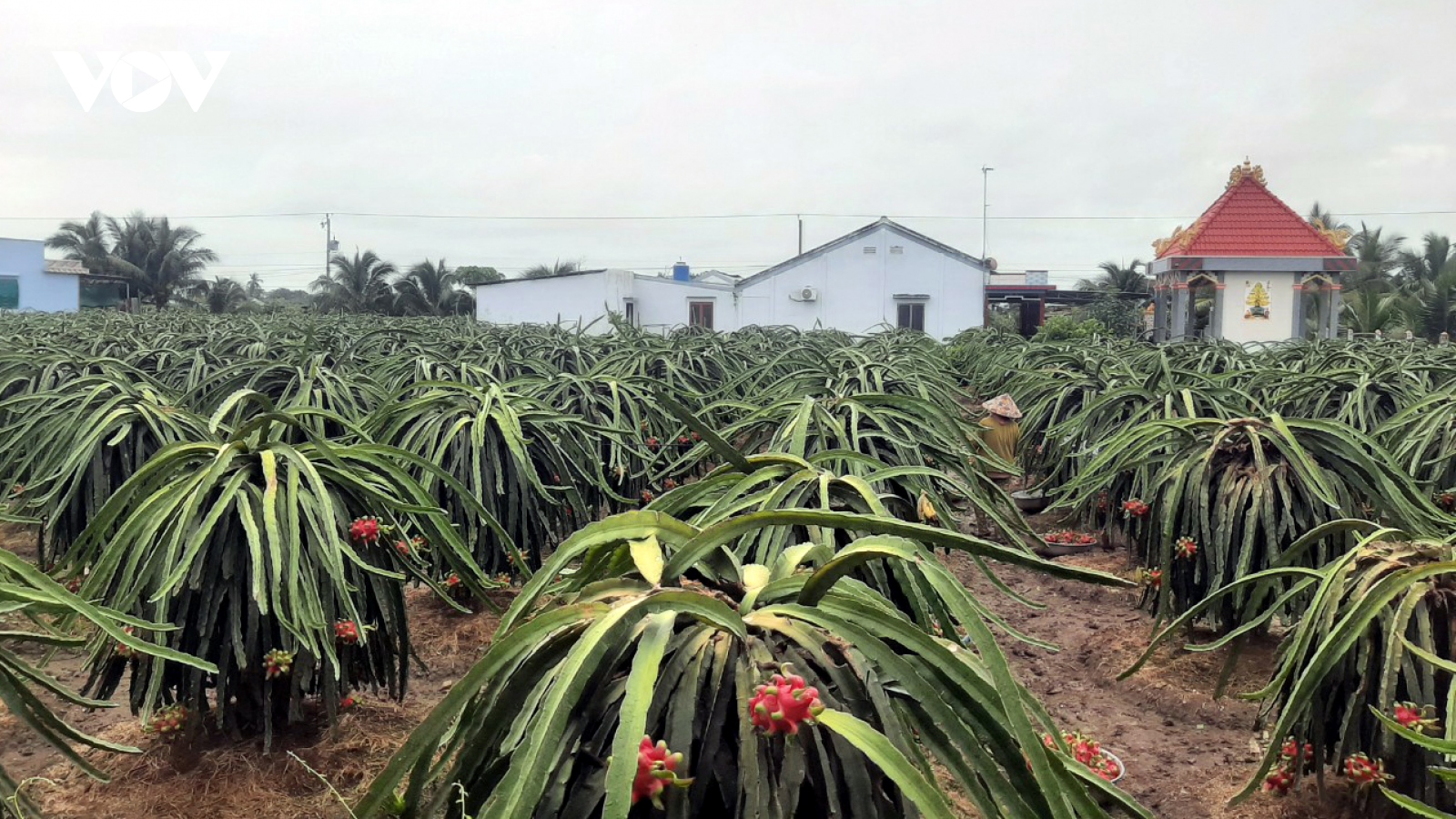 Vào vụ thuận, giá thanh long tại Tiền Giang lao dốc