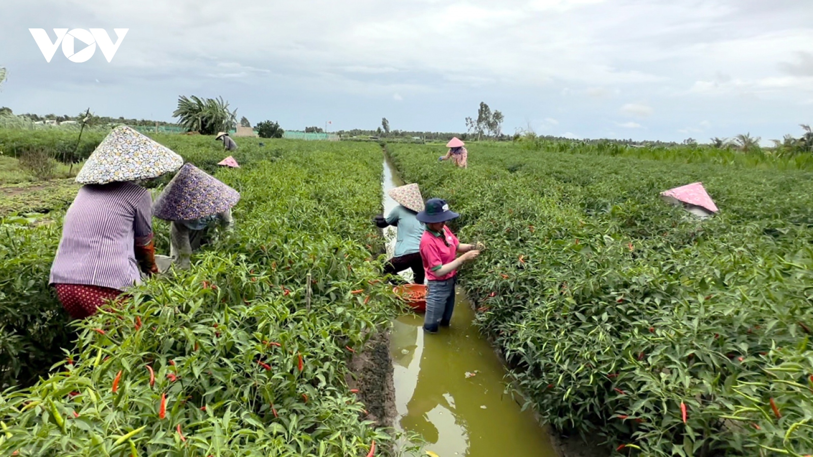 Trồng cây hoa màu giúp nông dân vùng cù lao Tiền Giang thoát nghèo