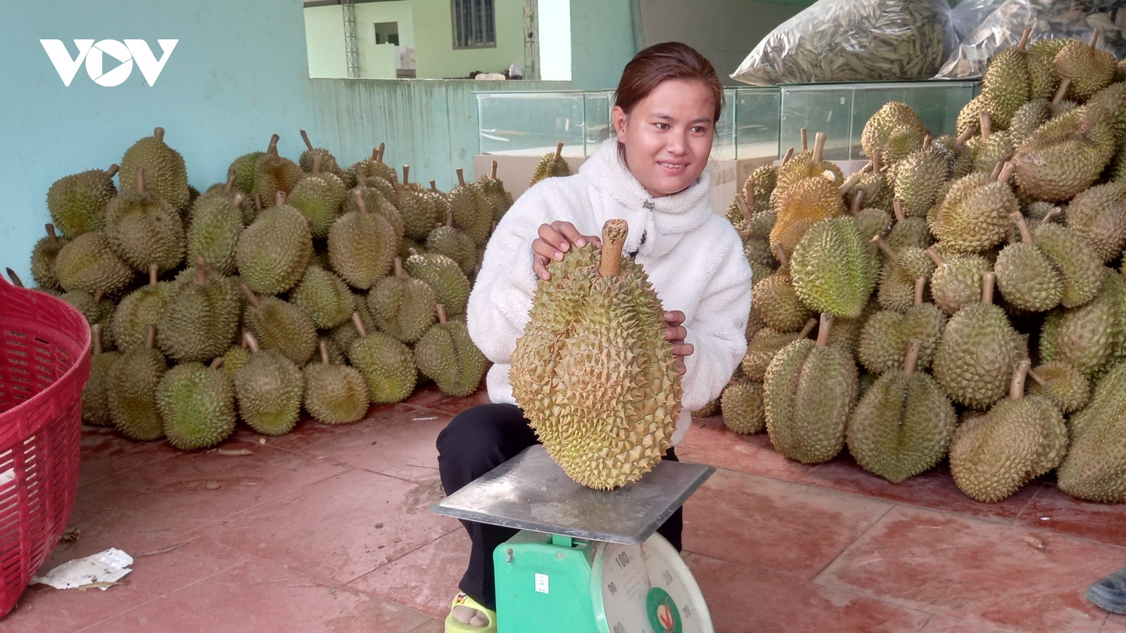 Cây sầu riêng giúp nông dân miền núi Khánh Hòa thoát nghèo