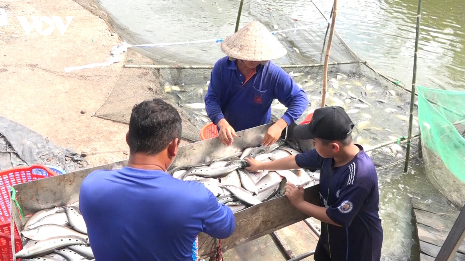 Giá cá thát lát tăng cao, nông dân Hậu Giang phấn khởi