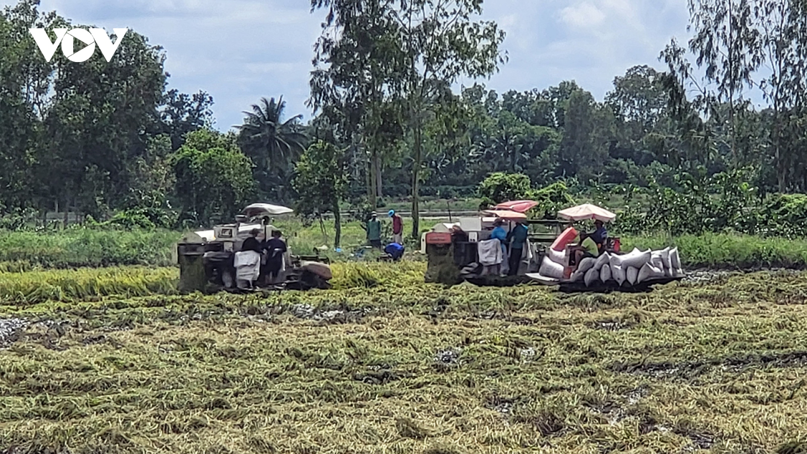 Nông dân Hậu Giang có thu nhập từ 30-35 triệu đồng/ha từ vụ lúa Thu Đông