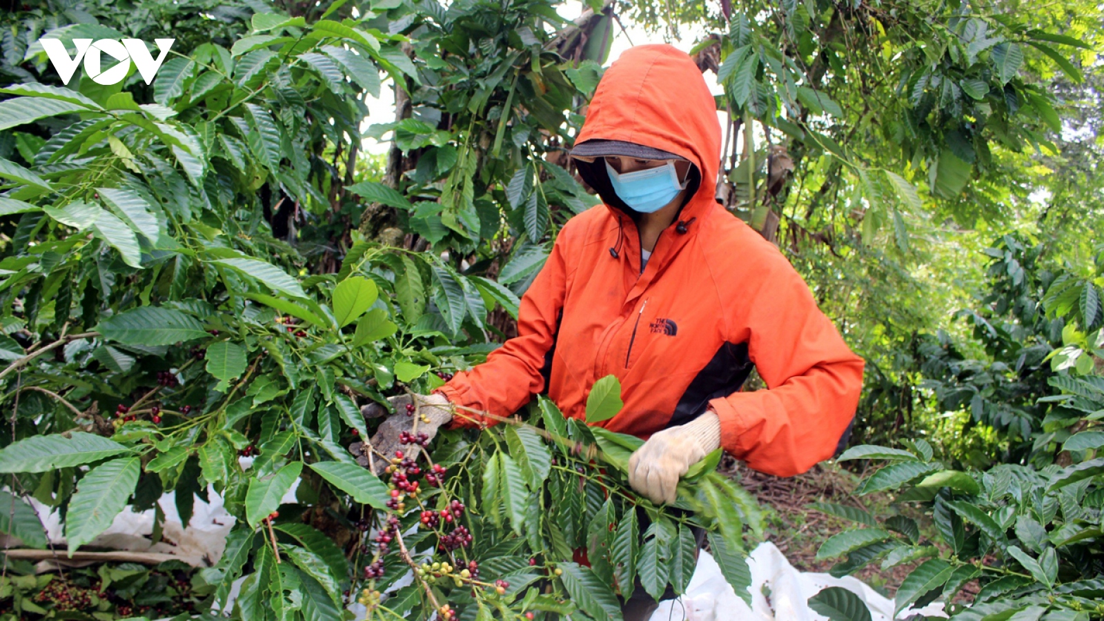 Giá cà phê hôm nay 26/11: Robusta và Arabica tăng giảm trái chiều