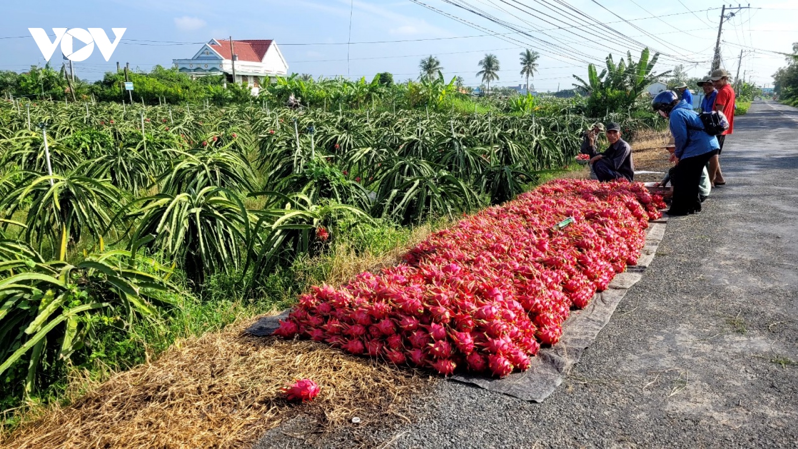 Cuối mùa mưa nhiều loại trái cây tăng giá