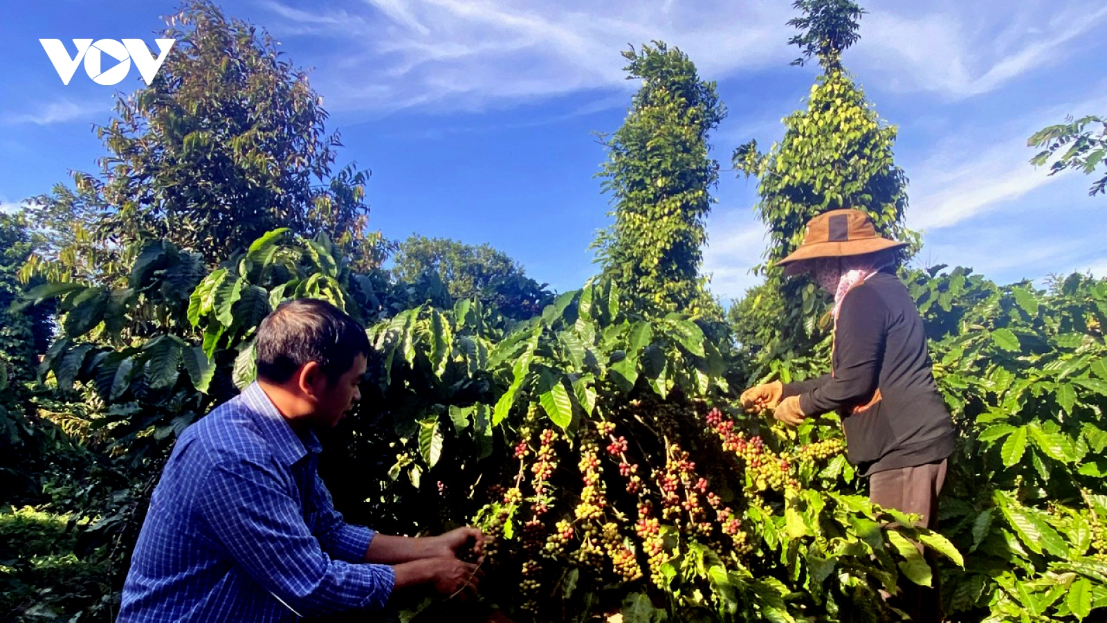 Giá cà phê hôm nay 23/1: Giá cà phê Robusta và Arabica đồng loạt tăng