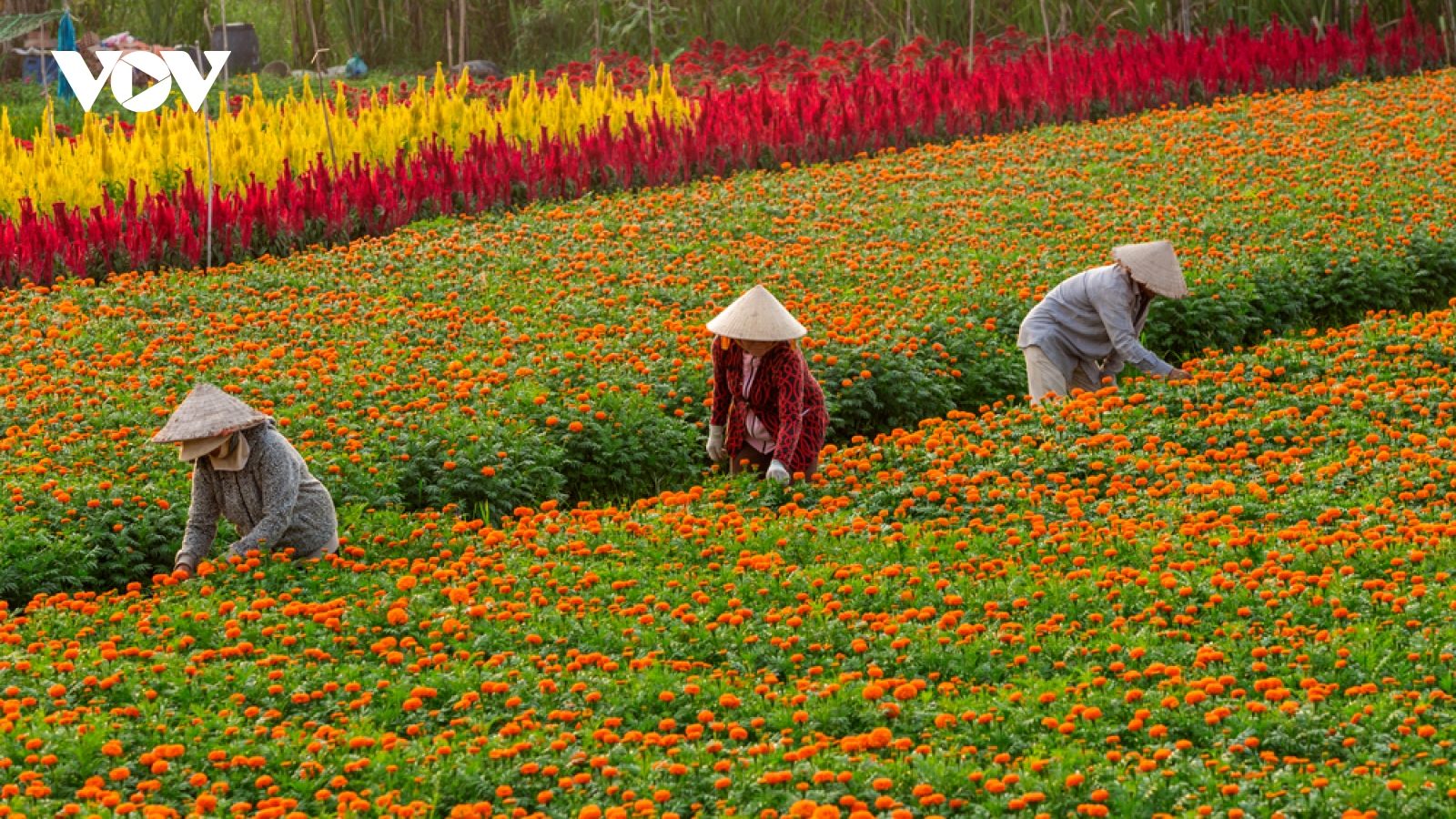 Làng hoa Bình Dương đua sắc đón Xuân