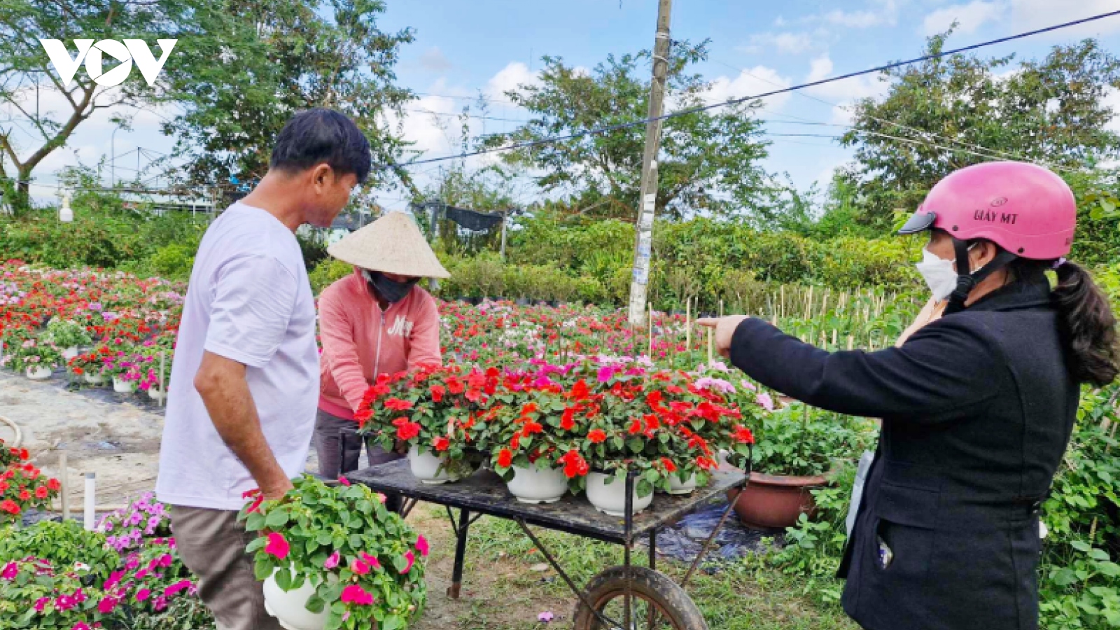 Nông dân Duy Xuyên vào vụ hoa Tết