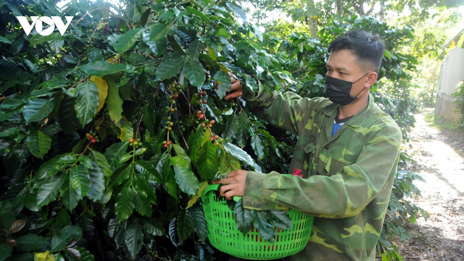 Giá cà phê hôm nay 10/1: Giá cà phê trong nước chạm mốc 70.000 đồng/kg