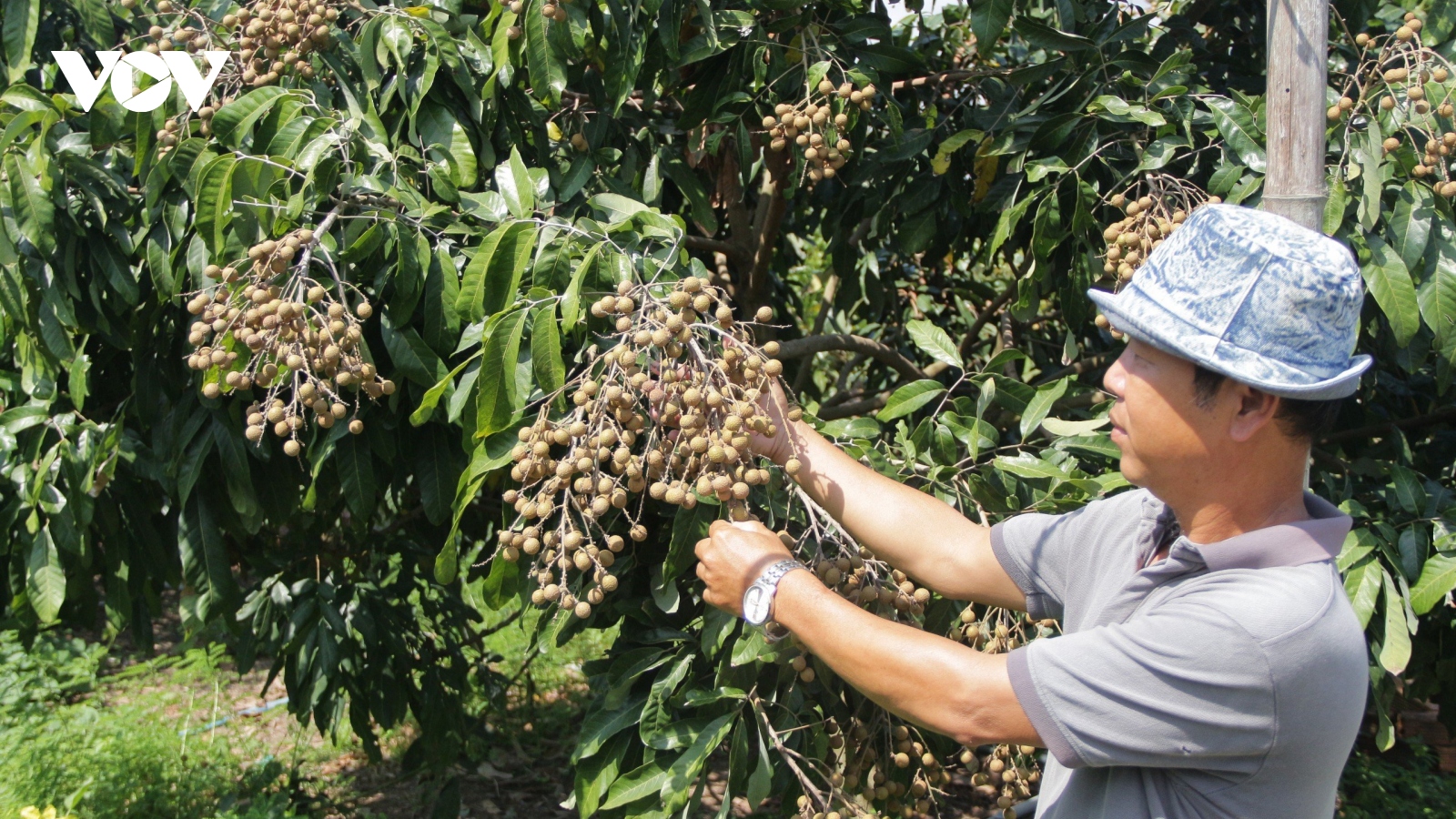 Thôn nghèo thành thôn giàu từ chuyển đổi sản xuất nông nghiệp