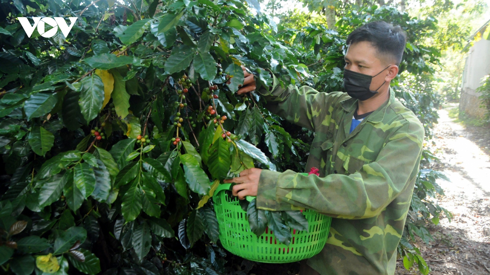 Giá cà phê hôm nay 7/3: Cà phê trong nước tiếp tục duy trì mức tăng cao