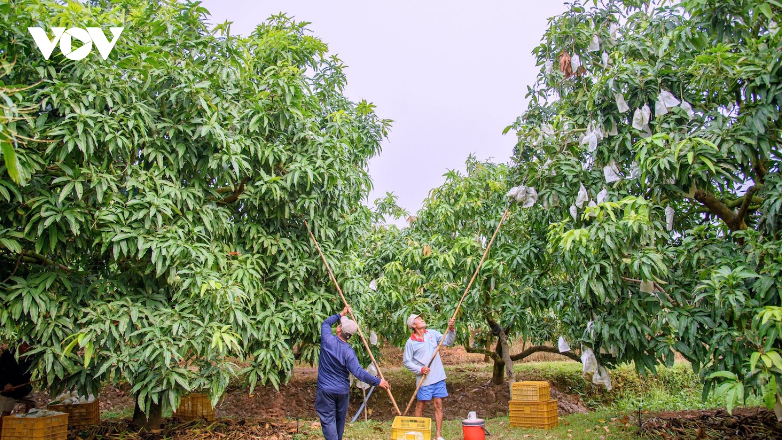 Hoàn thiện chính sách xây dựng thương hiệu nông sản Việt Nam