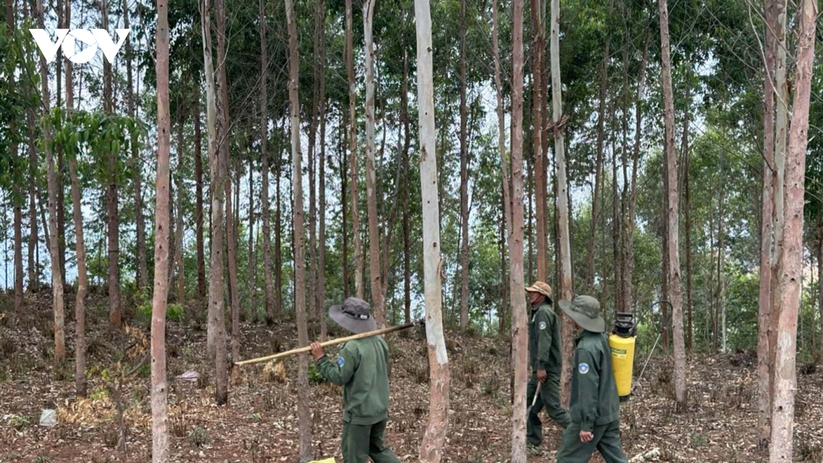 Nguy cơ cháy rừng trồng trên dãy núi Sạc Ly (Kon Tum) rất cao