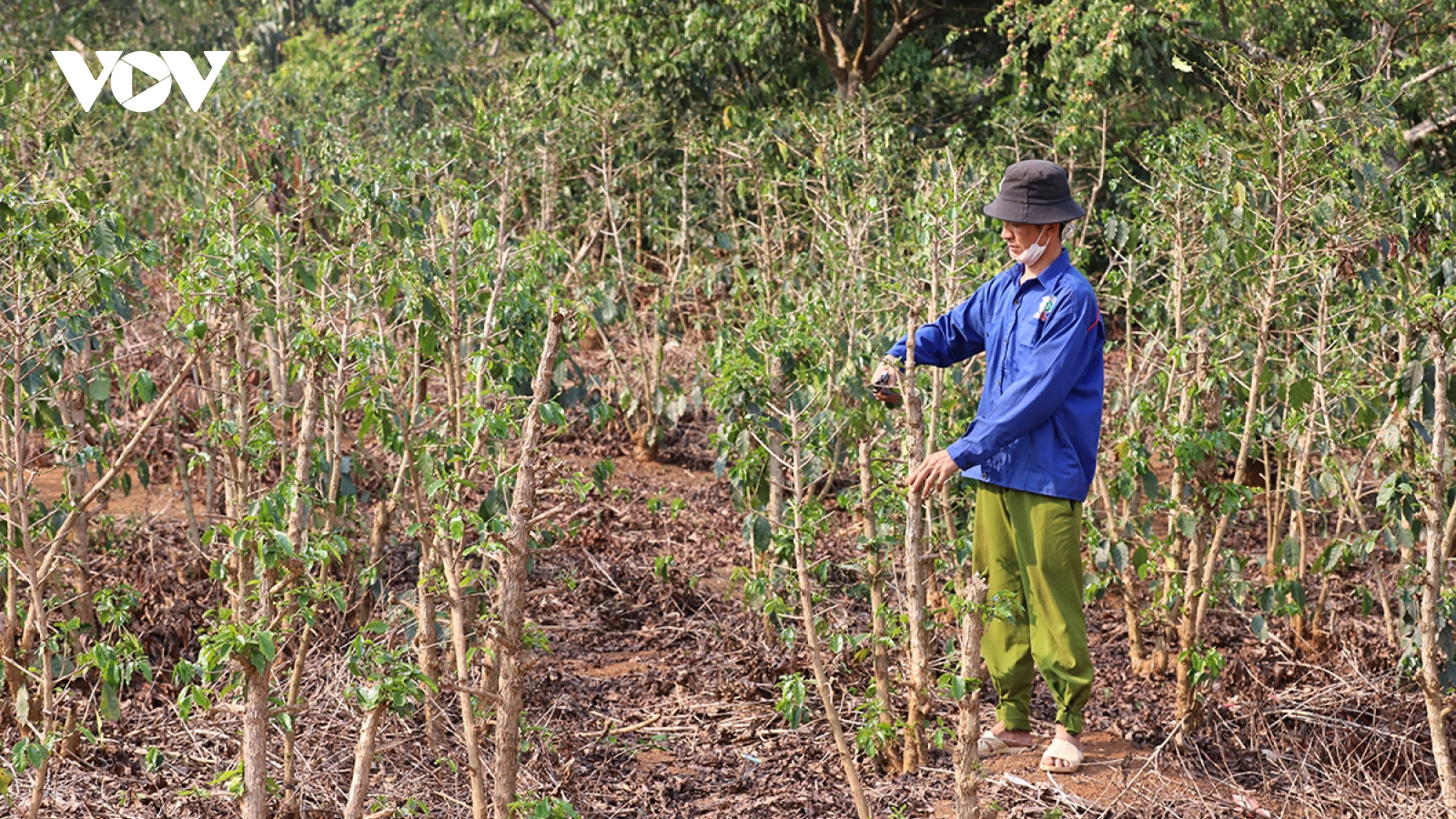 Nắng nóng kéo dài, nông dân Sơn La căng mình chống hạn