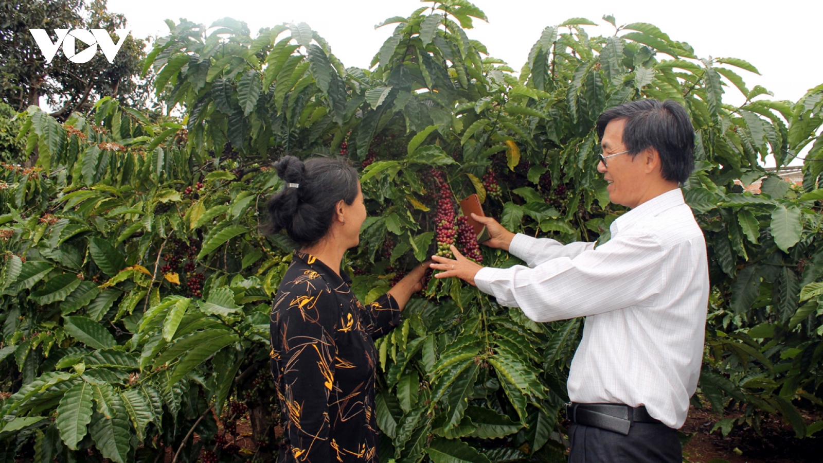 Giá cà phê hôm nay 20/4: Cà phê thế giới lấy lại trạng thái tăng giá