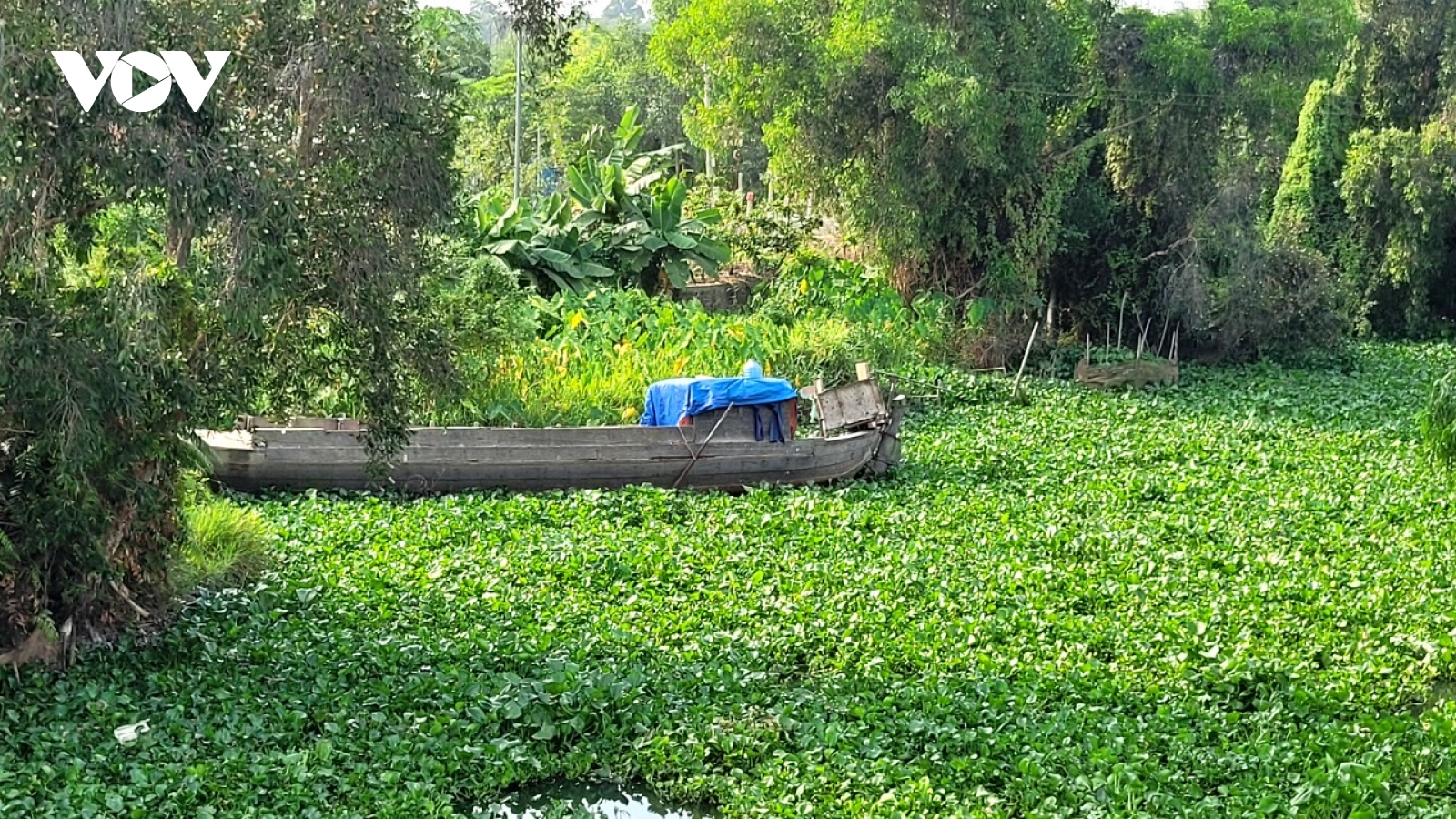 Chi hơn 1 tỷ đồng trục vớt cây lục bình dày đặc vùng Đồng Tháp Mười