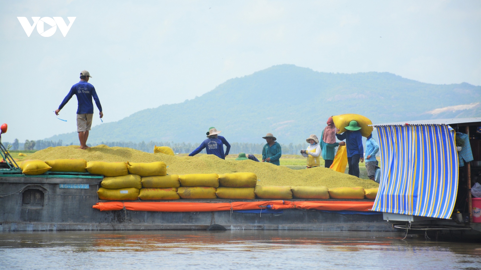 Nông dân gặp khó khăn khi Tập đoàn Lộc Trời chậm trả tiền mua lúa