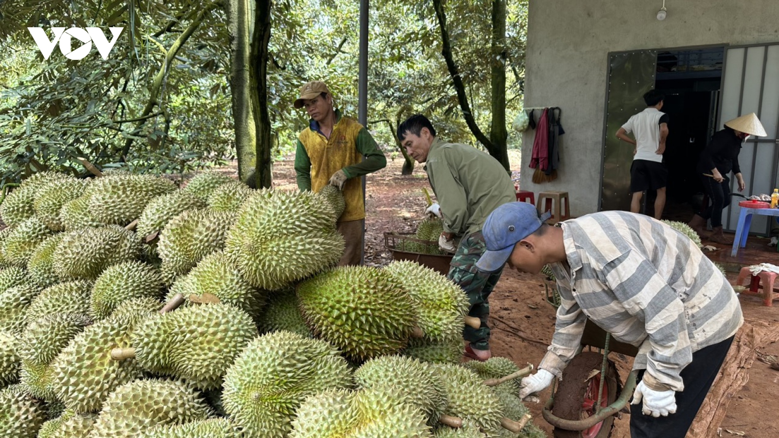 Không có chất lượng thì không có thương hiệu sầu riêng