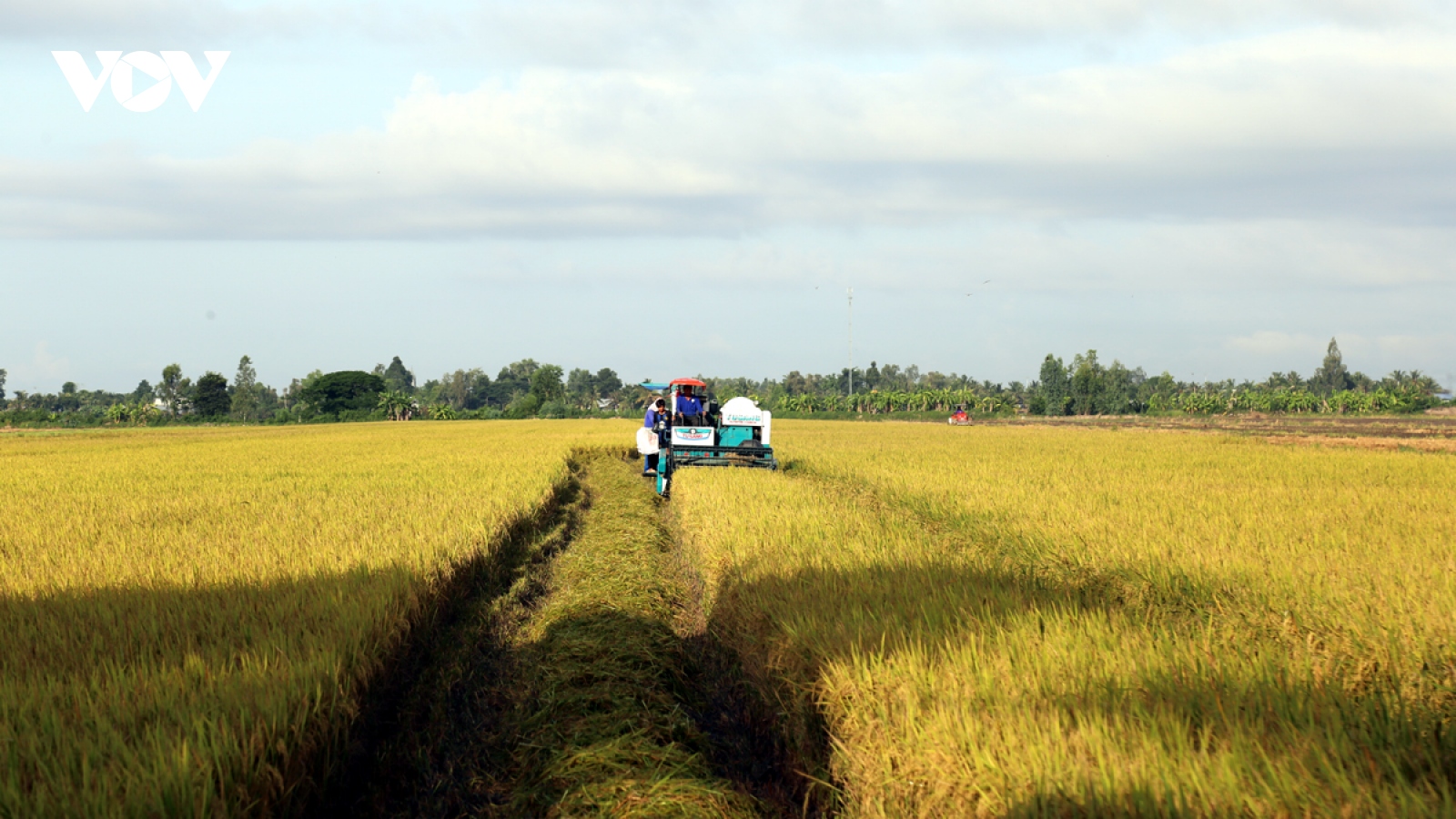 Lúa gạo Việt Nam với mục tiêu minh bạch, trách nhiệm vì cộng đồng và thương hiệu