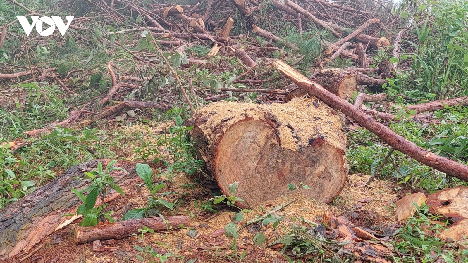 Vụ phá rừng thông trên đỉnh đèo Pha Đin: Vi phạm ở khung xử phạt hành chính