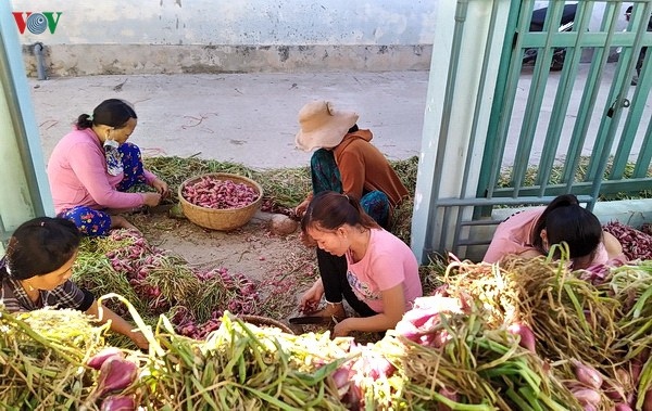 Hành được mùa, được giá giúp nông dân Lý Sơn tăng thu nhập