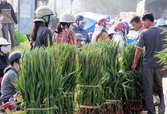 Hoa lay ơn rớt giá thảm hại