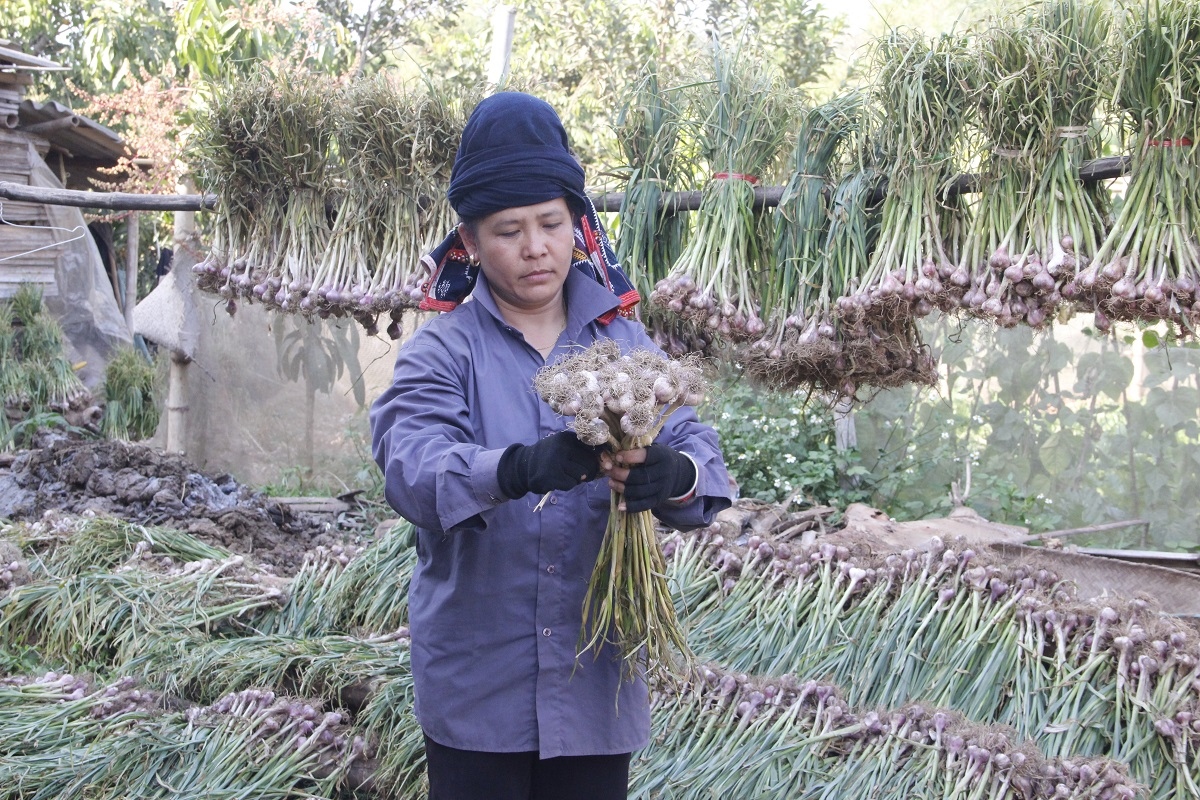 Tỏi tươi được giá, nông dân Sơn La phấn khởi