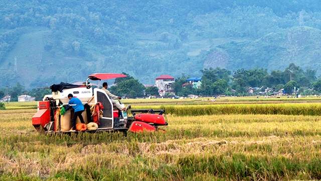 Sản xuất lúa hữu cơ trên cánh đồng Mường Tấc