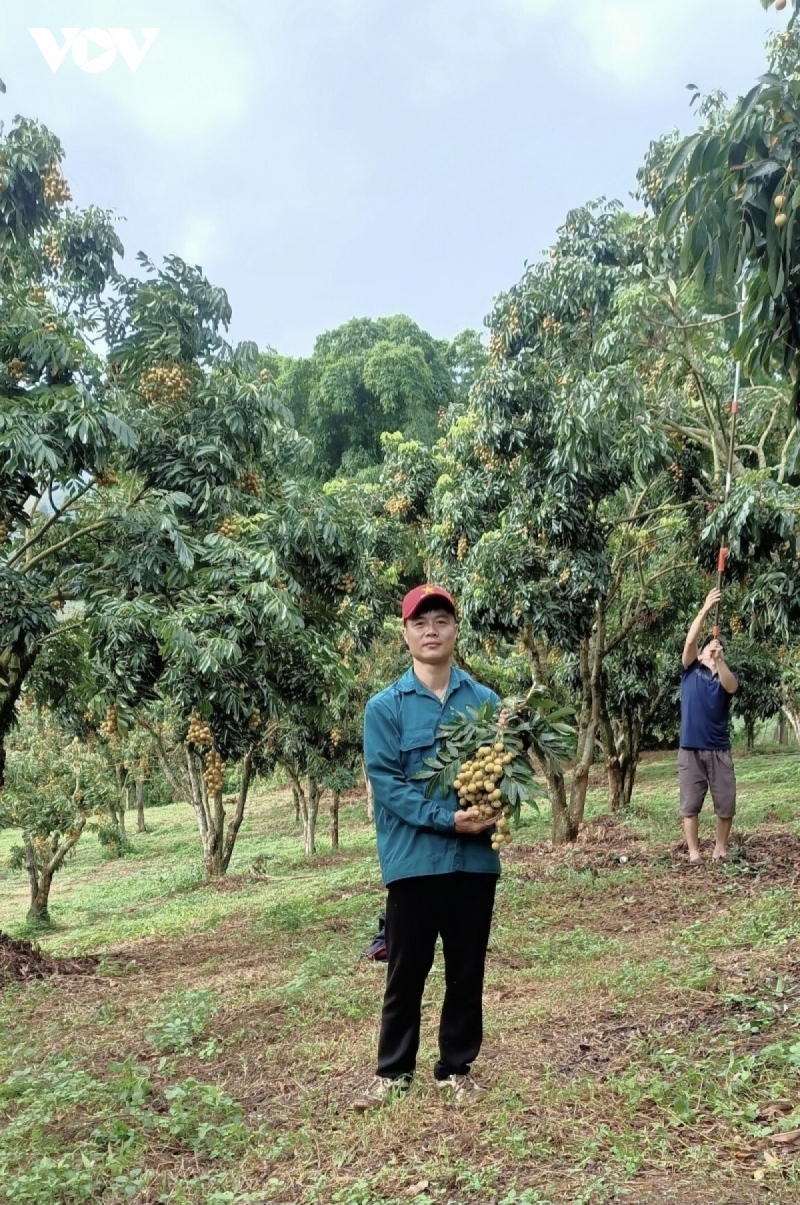 Chuyện những tỷ phú nông dân nơi đại ngàn