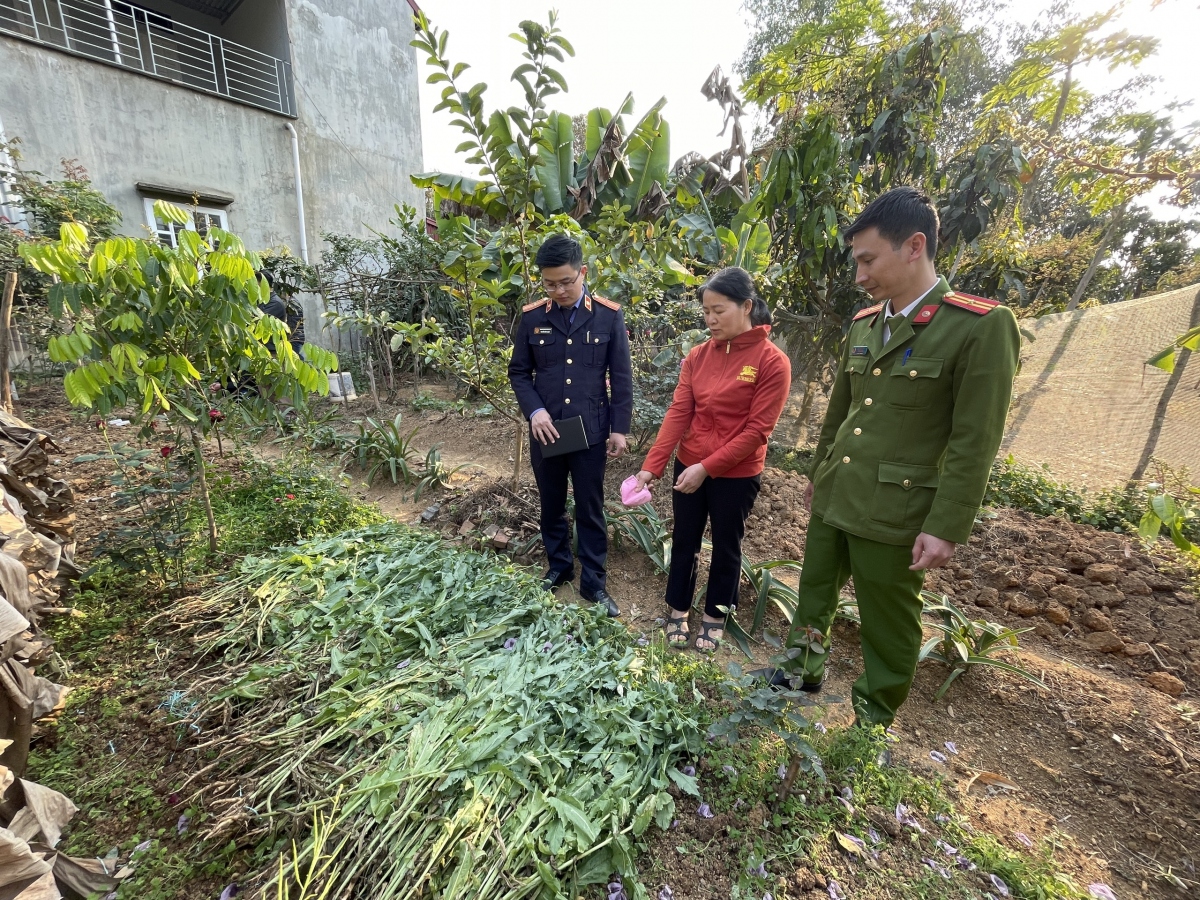 Phát hiện vườn thuốc phiện sắp thu hoạch tại một nhà dân