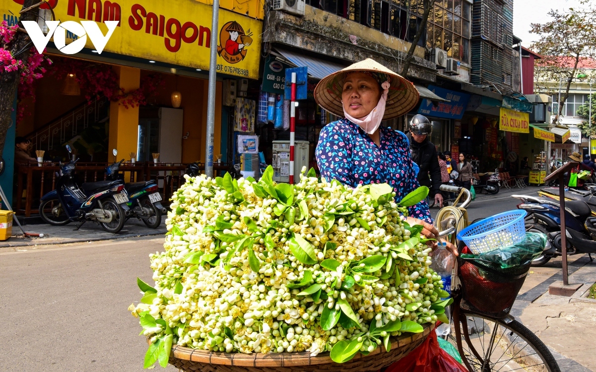 Hà Nội vào mùa hoa bưởi dịu dàng tỏa hương trên phố