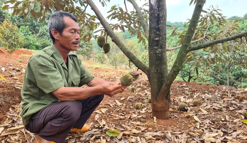 Sầu riêng rụng quả, nhà vườn ở Gia Lai lo lắng