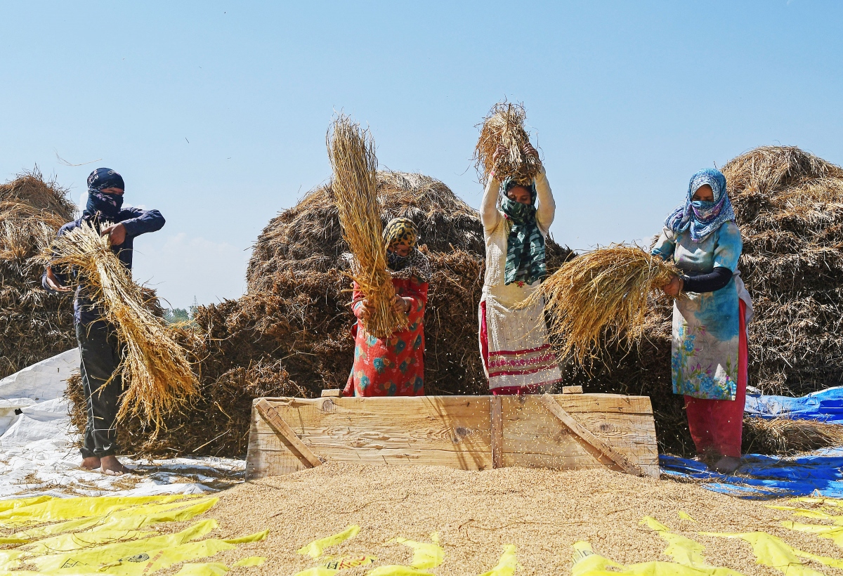 Quyết định cấm xuất khẩu gạo của Ấn Độ ảnh hưởng nhiều tới các nước nghèo